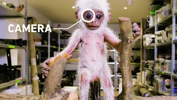 Wildlife Photographer Creates Animal Robots to Help Study Them Closer