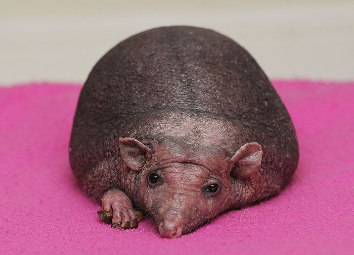 Hedgehog Born Without Any Spikes Is Surprisingly Cute
