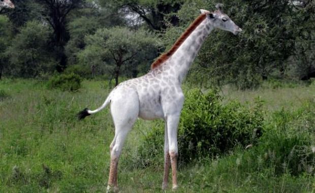 white giraffes