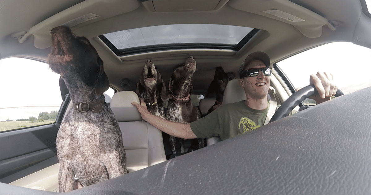 Watch These Dogs Freak Out When They Realize They’re Going to the Park