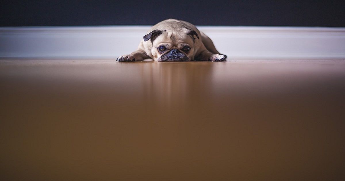 Dog’s Tantrum Over Dinner Without Gravy Is Hilarious