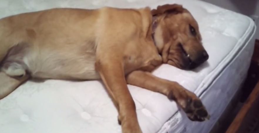 Lazy Dog Only Gets Out of Bed for One Thing