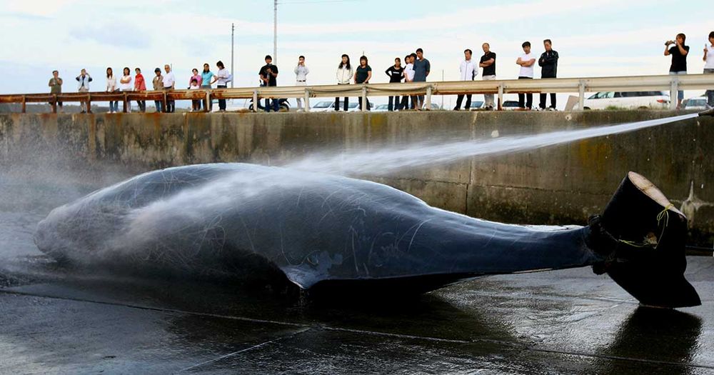 japan killing whales pacific
