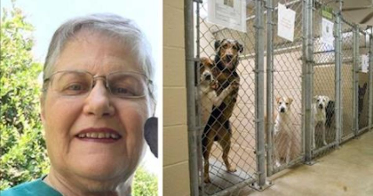 Woman Requests Oldest Dog in the Shelter for a Heartwarming Reason