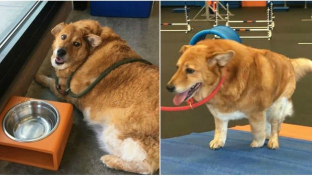 Overweight Dog Loses Whopping 54 Pounds Thanks to Zoom Room