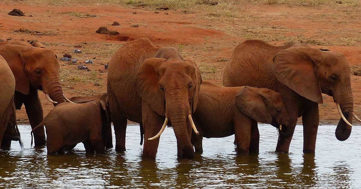 This Baby Elephant Needs Some Help With His Shoes