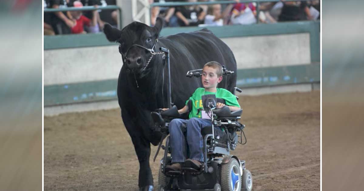 ‘Cow Whisperer’ and His 1,400-Pound Steer Capture Awards — and Hearts — at State Fair