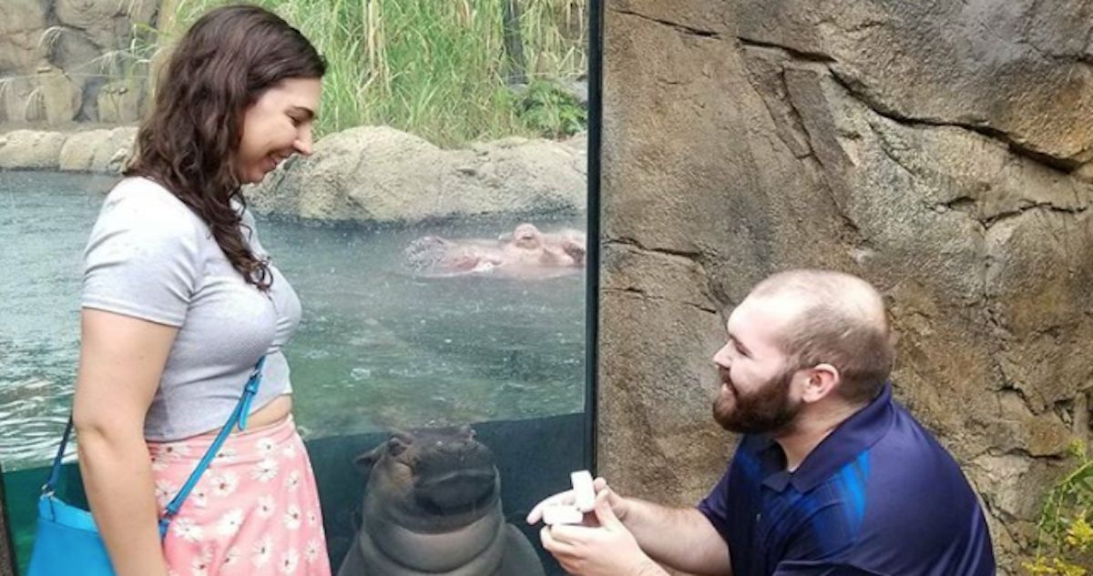 WATCH: Adorable Baby Hippo Photobombs Couple’s Marriage Proposal