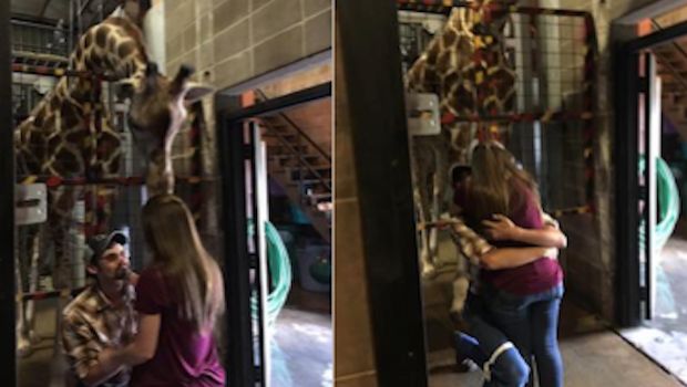 Man Surprises His Girlfriend by Proposing With the Help of a Giraffe