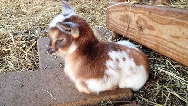 pygmy goats