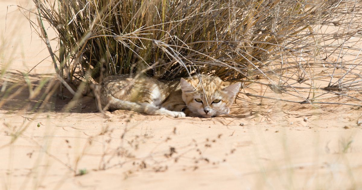 These Are the First Photos Ever Taken of Sand Kittens in the Wild