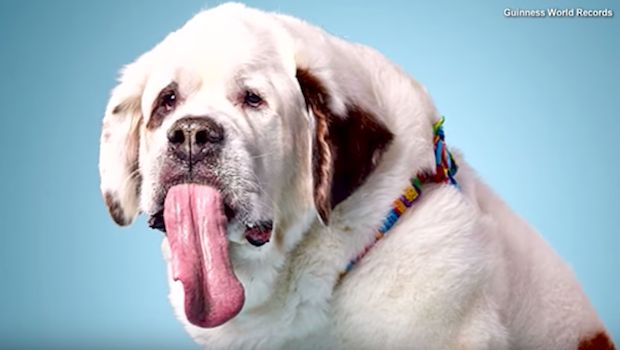 Adorable St. Bernard Holds Record for Longest Tongue in World