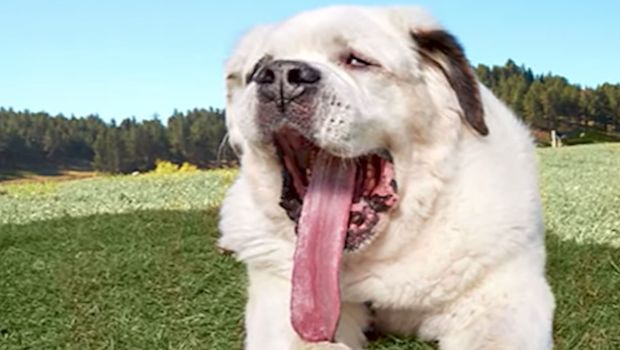 largest canine tongue