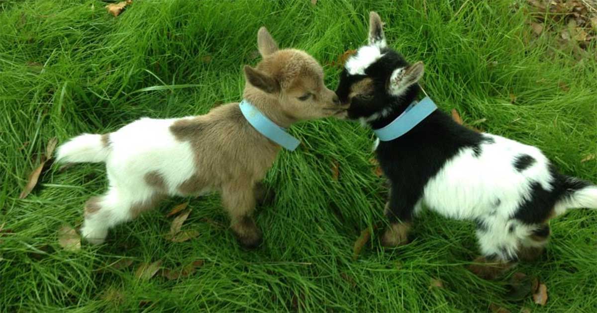 pigmy goats