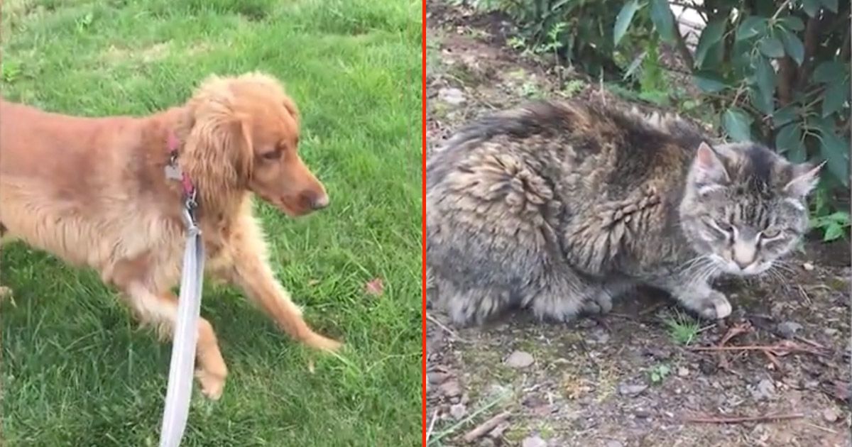 Watch This Dog Completely Freeze When an ‘Enemy’ Invades Her Yard