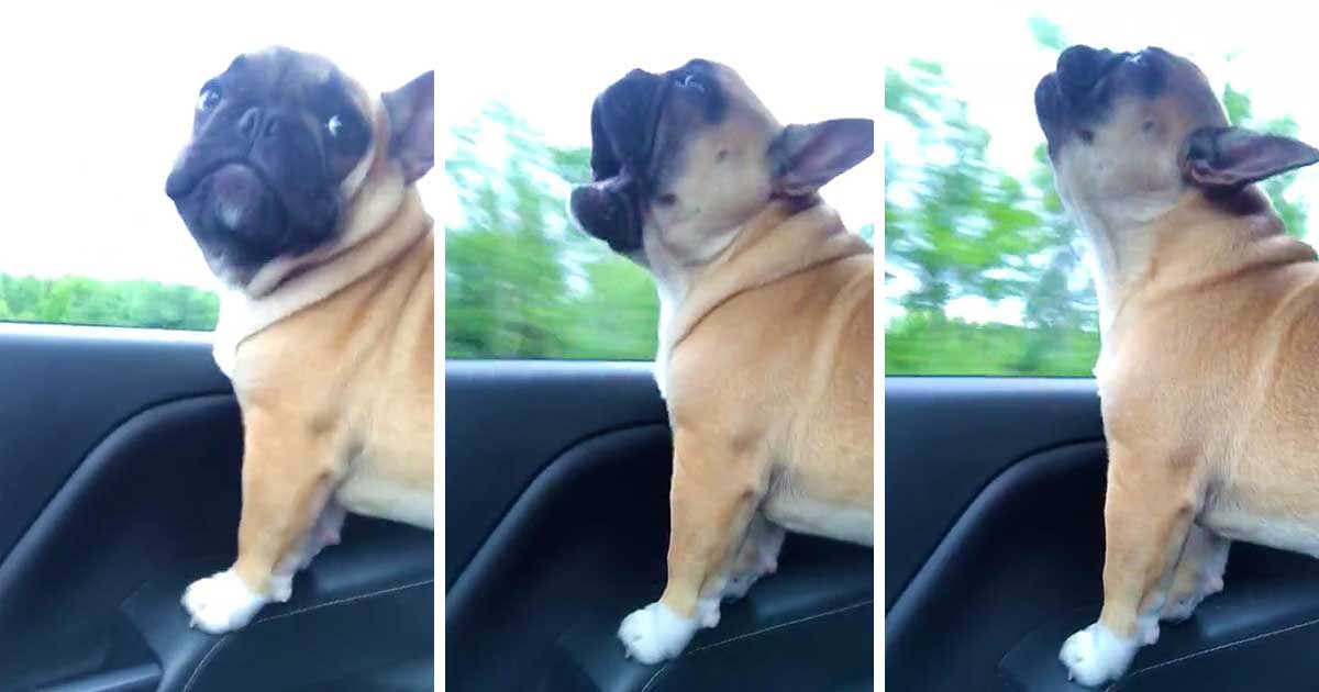 Singing French Bulldog Loves to Howl Along With Adele’s ‘Hello’
