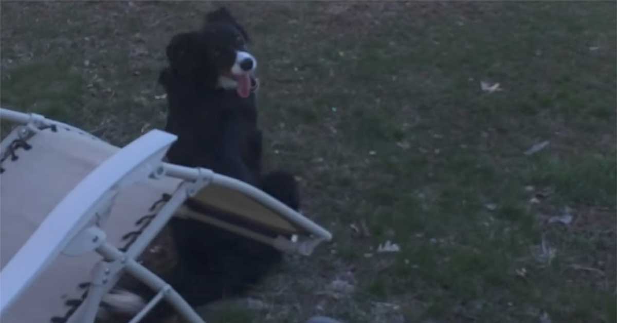 Poor Dog Believes the Moon is a Ball, Attempts to Catch It