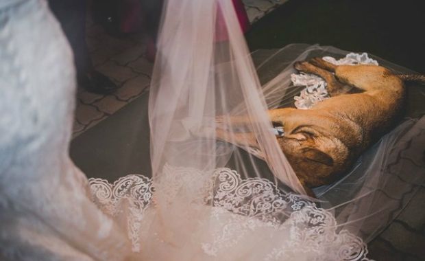 dog crashes a wedding