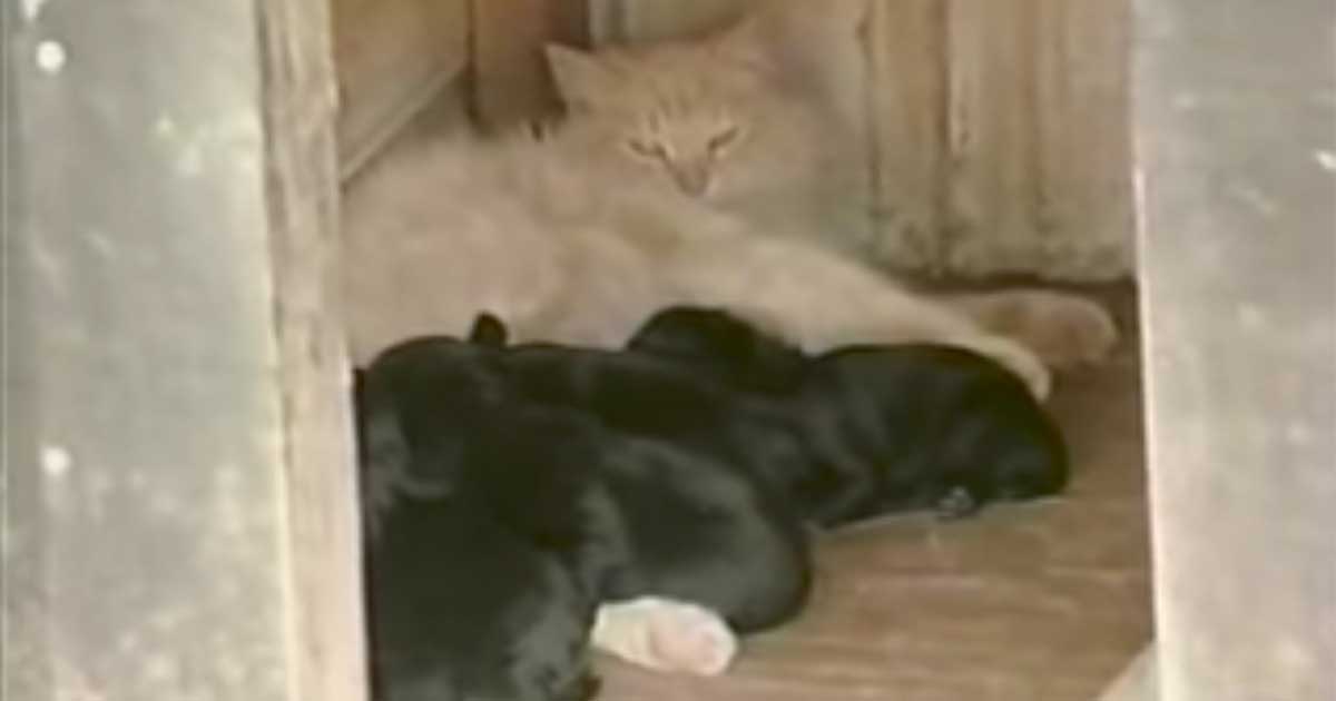 Loving Cat Comes to the Rescue of Puppies After Her Litter of Kittens Dies