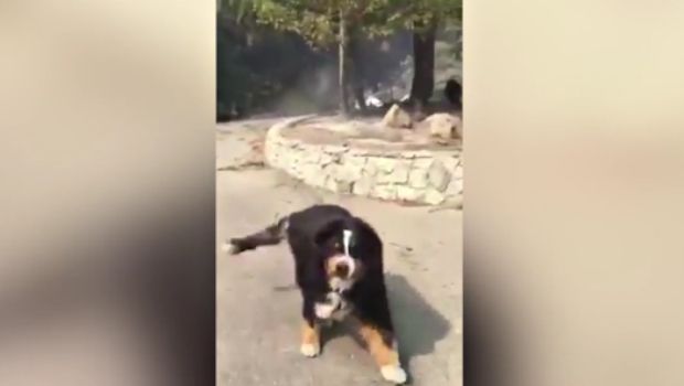 After Fleeing Wildfires, Family Returns Home to Find Missing Dog Alive and Well