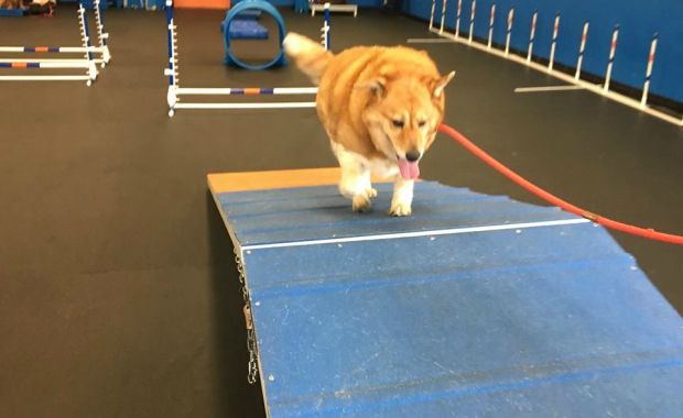 overweight dogs zoom room