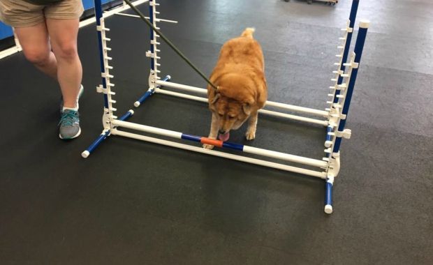 overweight dogs zoom room