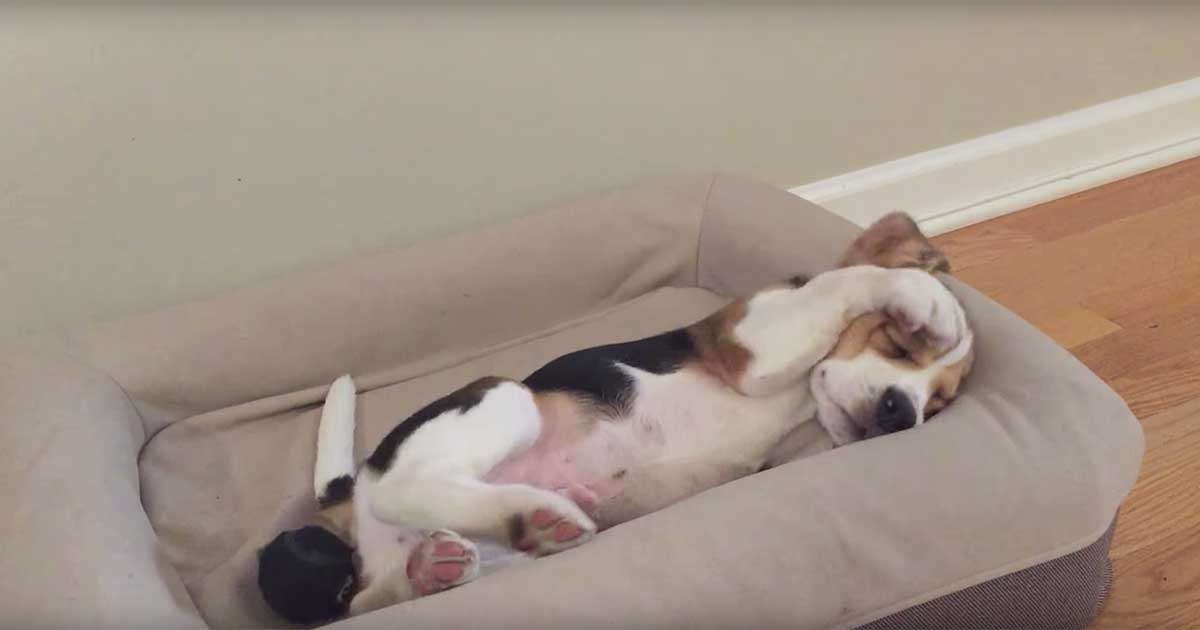 Adorable Beagle Has Very Difficult Time Getting Up From a Nap