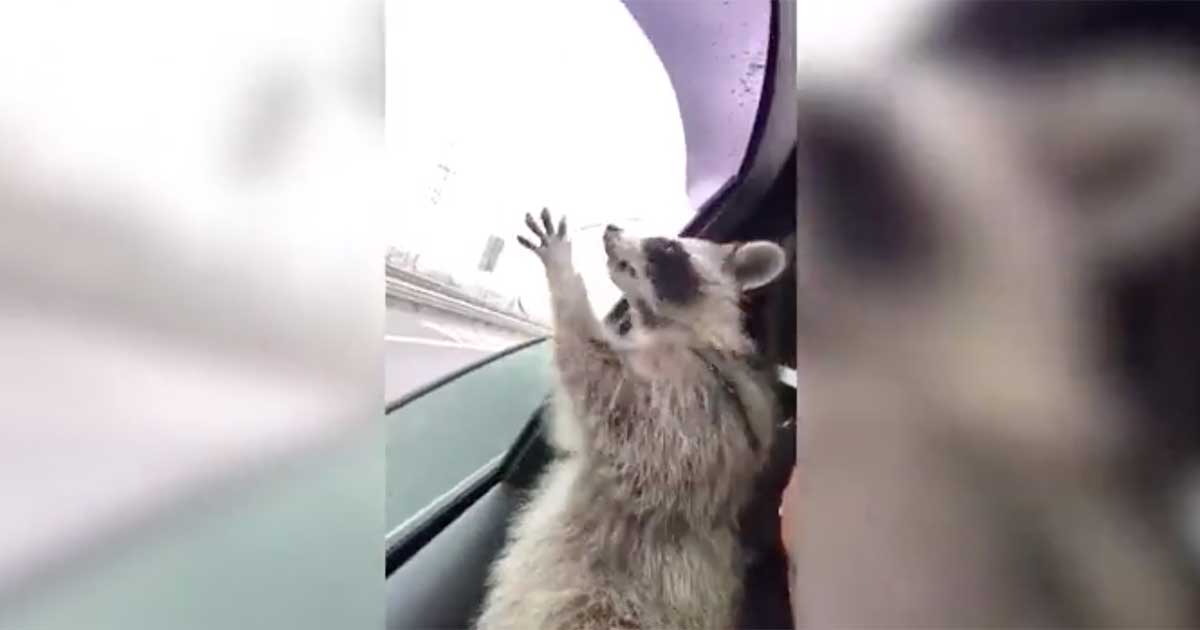 WATCH: Hilarious Raccoon Rides in Car, Tries to Catch Each Raindrop