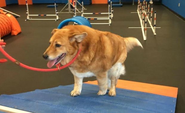 overweight dogs zoom room