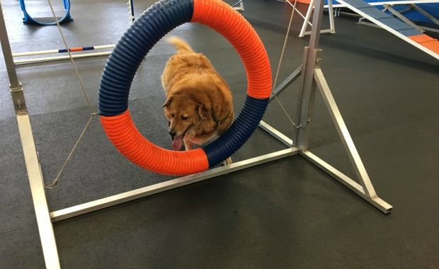 overweight dogs zoom room