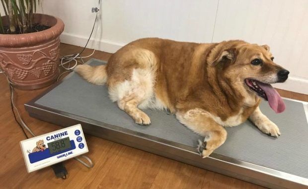 overweight dogs zoom room