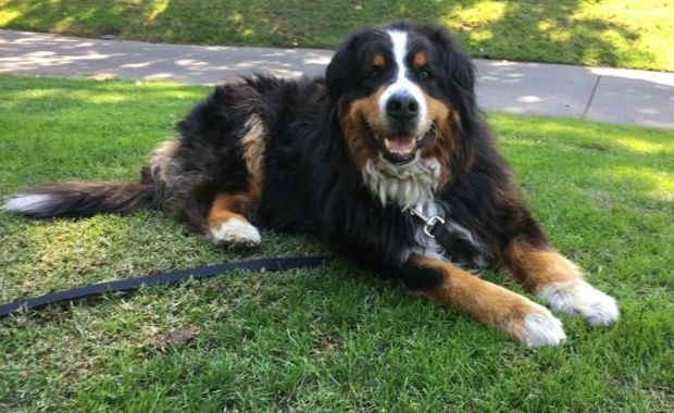 wildfires missing dog