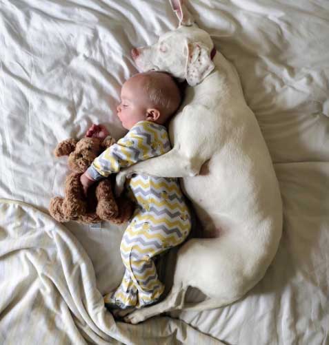 abused dog loves baby