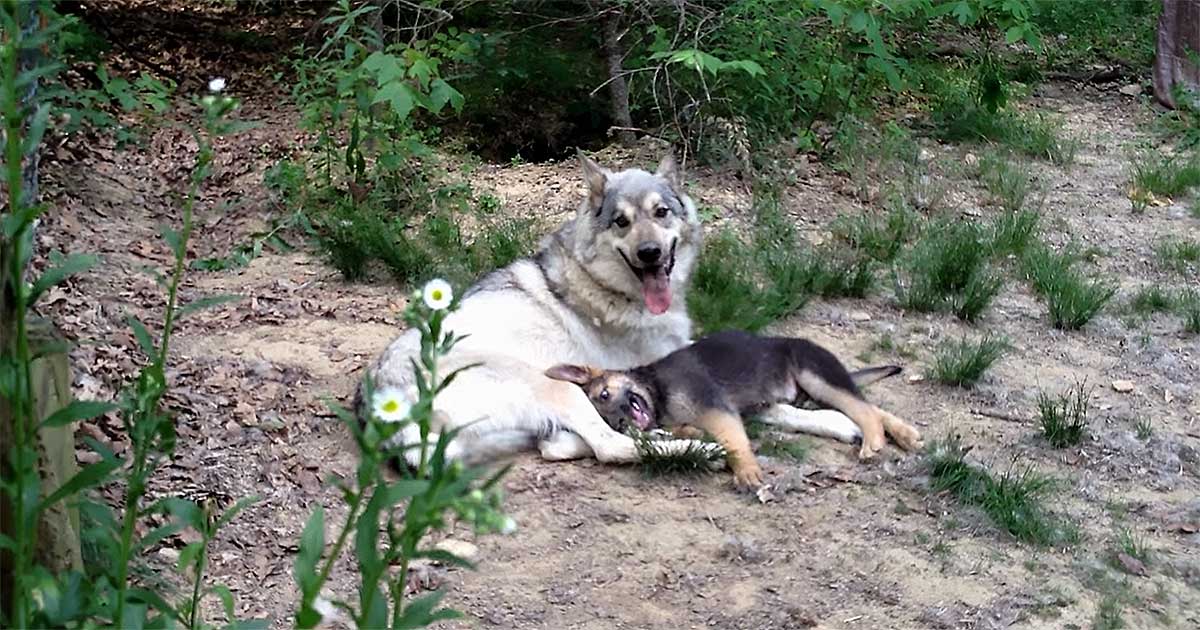 Giant Timber Wolf Can’t Resist a Playful Romp With a Little Pup