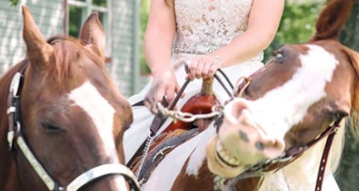 Horse Surprises Bride With Big Cheesy Grin on Her Wedding Day