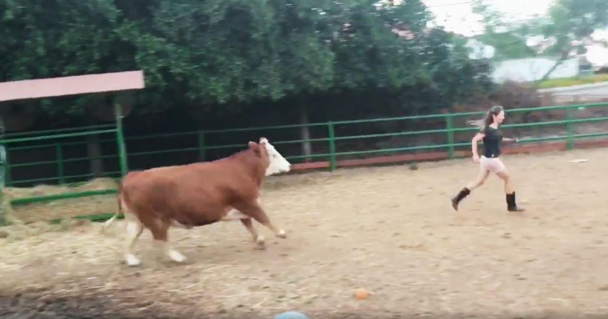 rescued cow 