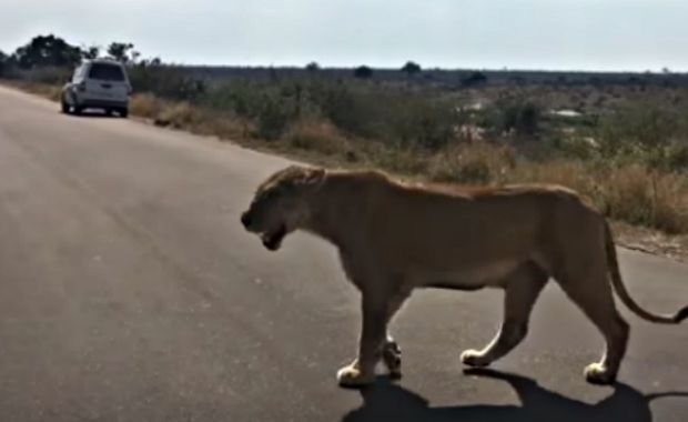 lioness saves missing cubs