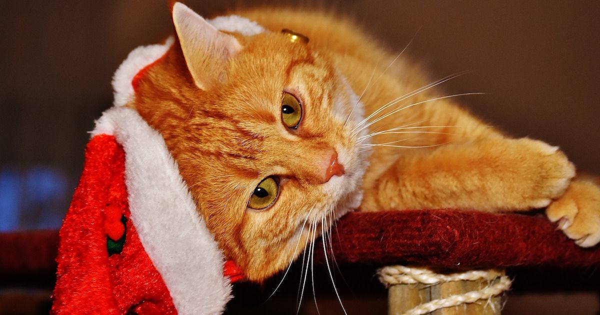 Holiday Gift Guide: What to Get Your Cat This Season