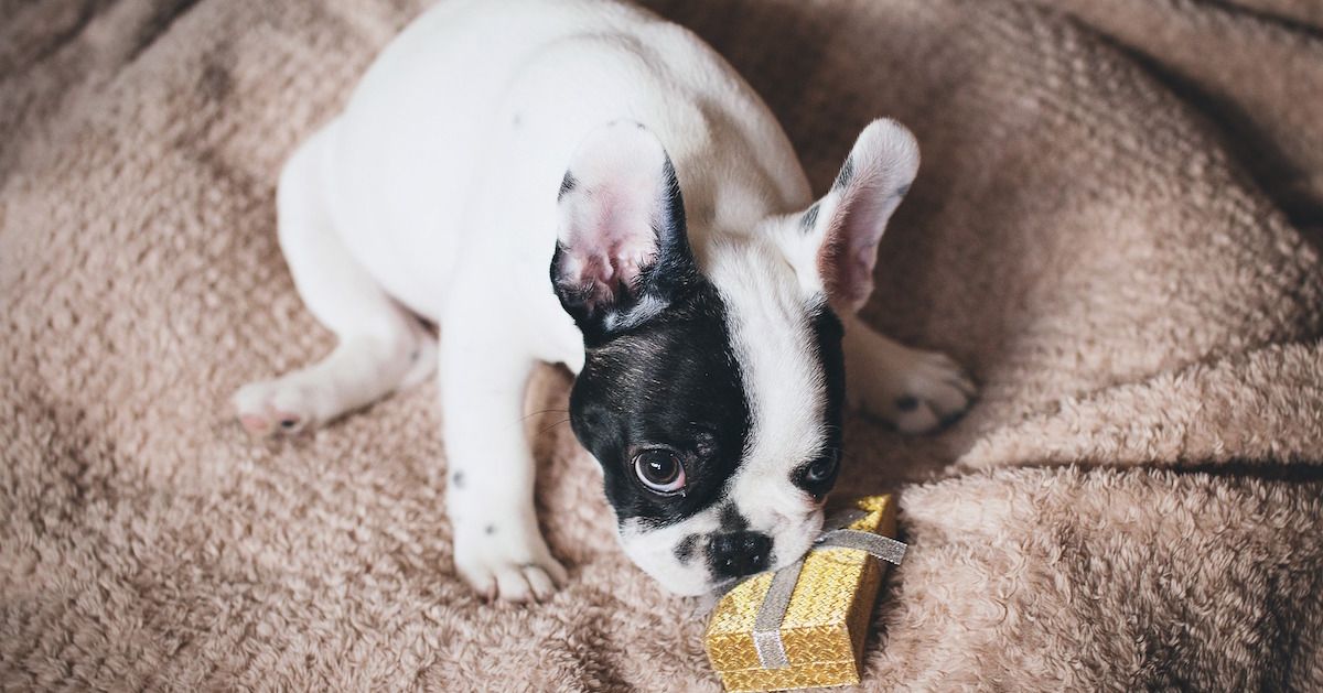Holiday Gift Guide: What to Get Your Dog This Season