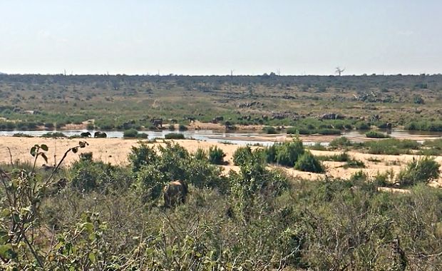 lioness saves missing cubs
