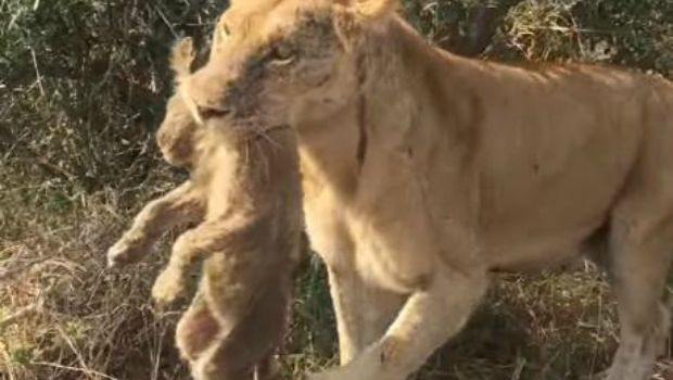 WATCH: Lioness Rounds up Her 6 Missing Cubs After Being Chased Into Brush by Elephant Stampede