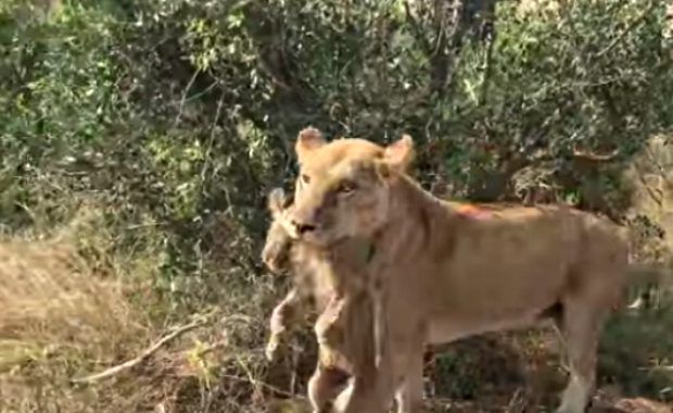lioness saves missing cubs