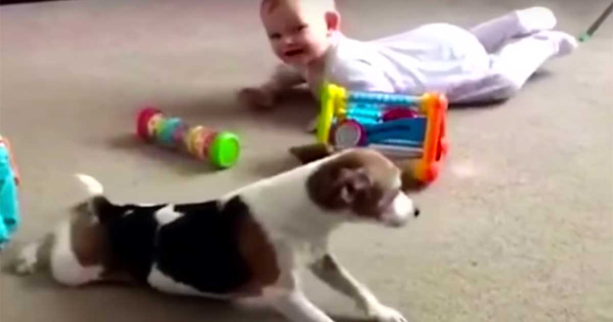 dog teaches baby to crawl