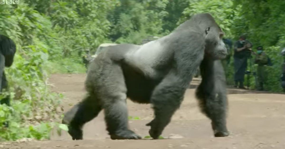 See The Surprising Reason Why This 1,500-Pound Silverback Gorilla Walked Out to Stop Traffic