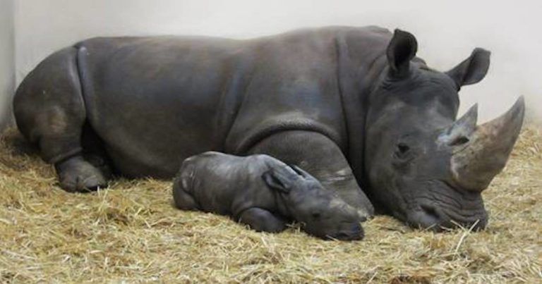 Toronto Zoo Welcomes New White Rhino to the Family