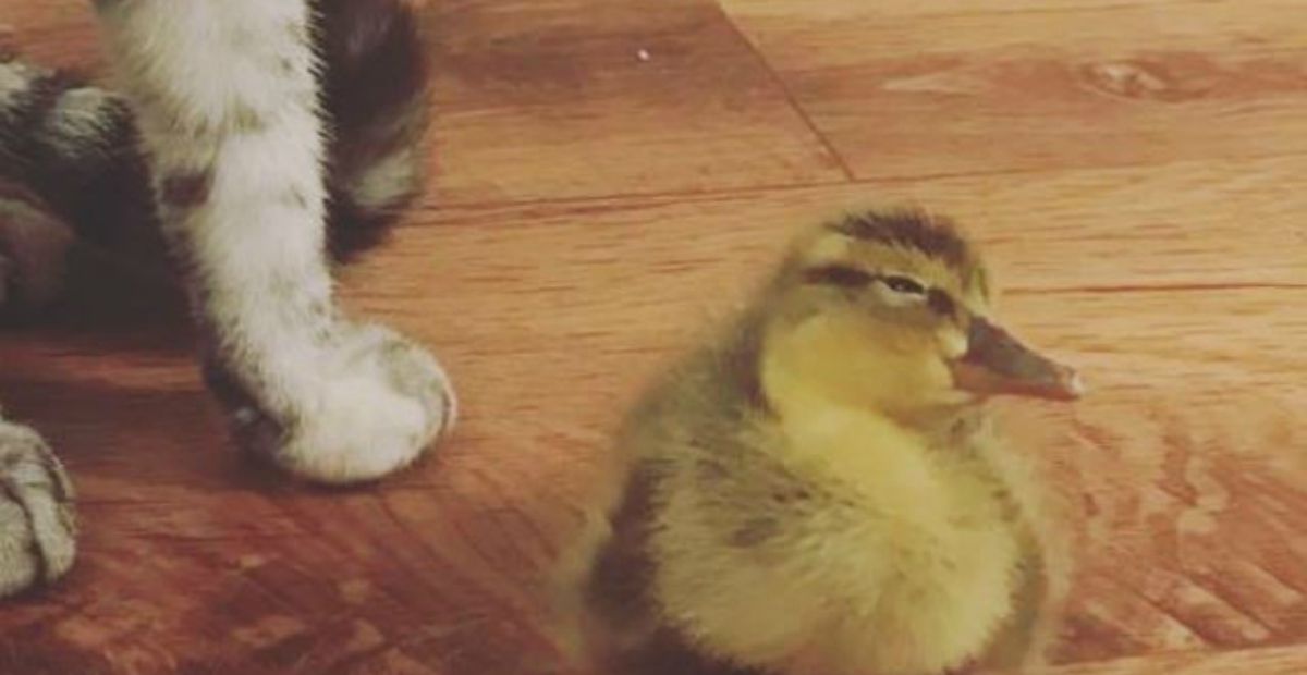 duckling raised with cat