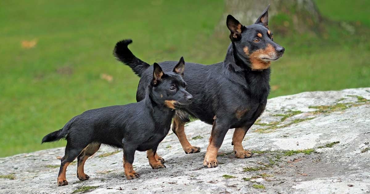 are lancashire heeler dogs friendly