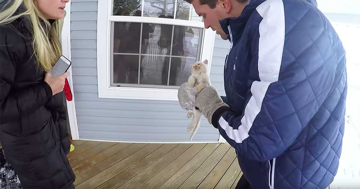 Family Miraculously Resuscitates Kitten They Found Frozen in Snow