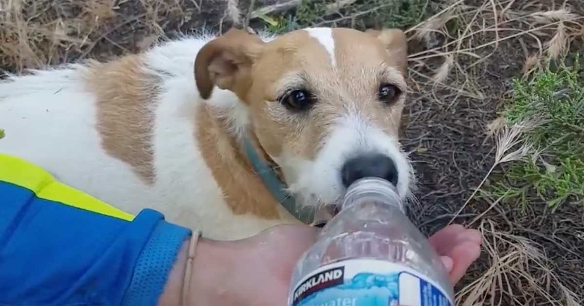 WATCH: Dirt Bikers Rescue Lost Dog in the Wilderness