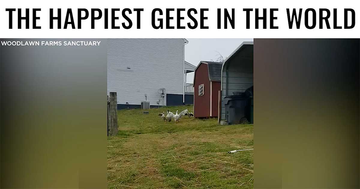 happiest geese in the world